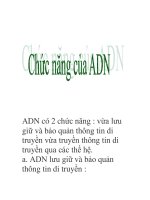 chức năng của ADN doc