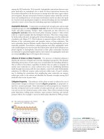 Biochemistry, 4th Edition P8 docx