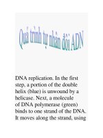 quá trình tự nhân đôi ADN pot