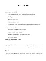 Tự nhiên xã hội lớp 1 - CON MUỖI pptx