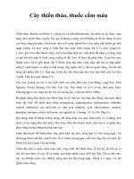 Cây thiến thảo, thuốc cầm máu ppsx