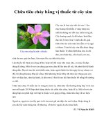 Chữa tiêu chảy bằng vị thuốc từ cây sim pot