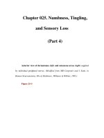 Chapter 025. Numbness, Tingling, and Sensory Loss (Part 4) pdf