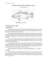 Kỹ thuật ương nuôi cá chẽm (Cá vược) potx