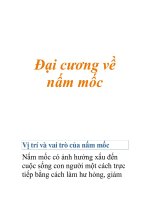 Đại cương về nấm mốc (tt) ppsx