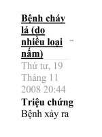 Bệnh cháy lá. ppsx