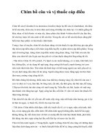 Chim bồ câu và vị thuốc cáp điểu pptx