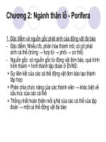 Giáo trình Sinh học - Ngành thân lỗ - Porifera ppt