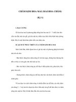 CHÂM KIM HOA MAI (MAI HOA CHÂM) (Kỳ 1) pot