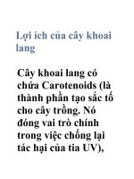 Lợi ích của cây khoai lang ppt