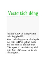 vecto tách dòng ppsx