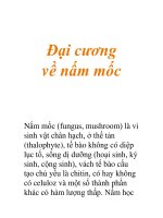 Đại cương về nấm mốc pot