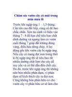 Chăm sóc vườn cây có múi trong mùa mưa lũ . doc