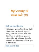 Đại cương về nấm mốc (tt) pot