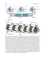 Sarcopenia Age-Related Muscle Wasting and Weakness: Mechanisms and Treatments P41 potx