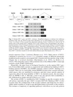 Sarcopenia Age-Related Muscle Wasting and Weakness: Mechanisms and Treatments P42 doc
