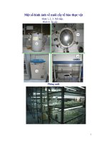 Bài giảng Thực vật (Phần 3) pps