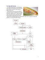 Bài giảng Thực vật (Phần 4) ppsx