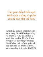 Các gene điều khiển quá trình sinh trưởng và phân chia tế bào như thế nào? pdf