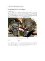 7 động vật mà bạn không thể tin rằng chúng có độc pptx