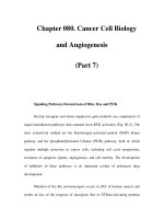 Chapter 080. Cancer Cell Biology and Angiogenesis (Part 7) docx