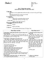 GA Mĩ thuật lớp 5 (cả năm)