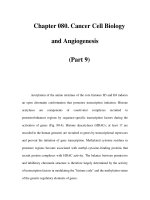 Chapter 080. Cancer Cell Biology and Angiogenesis (Part 9) ppt