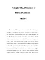 Chapter 062. Principles of Human Genetics (Part 6) potx