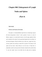 Chapter 060. Enlargement of Lymph Nodes and Spleen (Part 4) docx