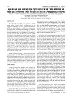 Khảo sát ảnh hưởng của Phytase lên sự ta8ngn trưởng và hiệu quả sử dụng thức ăn của cá Basa pot