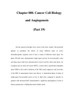 Chapter 080. Cancer Cell Biology and Angiogenesis (Part 19) pot