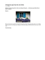 10 loài hoa gây hại cho sức khỏe