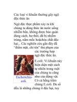 Các loại vi khuẩn thường gây ngộ độc thức ăn docx