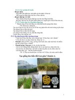 Bài giảng Thực vật (Phần 6) potx