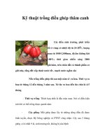 Kỹ thuật trồng điều ghép thâm canh pdf
