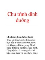 Chu trình dinh dưỡng Chu trình dinh dưỡng là gì? pot