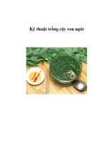 Kỹ thuật trồng cây rau ngót doc