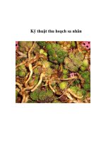 Kỹ thuật thu hoạch sa nhân pps