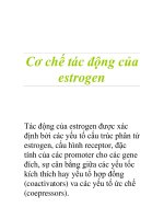 Cơ chế tác động của estrogen Tác động của estrogen được xác định bởi các docx