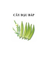 CÂY ĐẬU BẮP docx