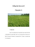 Giống lúa Sán ưu 63 (Tạp giao 1) pptx