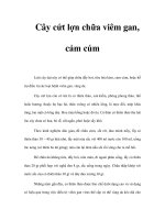 Cây cứt lợn chữa viêm gan, cảm cúm ppt