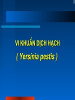 Vi khuẩn dịch hạch (Yersinia pestis)
