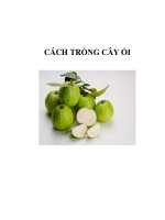 CÁCH TRỒNG CÂY ỔI pps