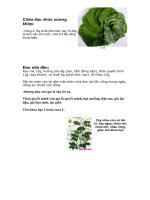 chữa bệnh đau xương khớp và đau nhức nữa đầu