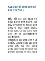 Gen được tổ chức như thế nào trên NST ? pptx