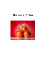 Thu hoạch cà chua ppt