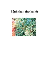 Bệnh thán thư hại ớt ppt