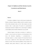Chapter 131. Diphtheria and Other Infections Caused by Corynebacteria and Related Species (Part 4) ppsx