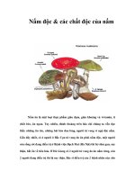 Nấm độc & các chất độc của nấm pot